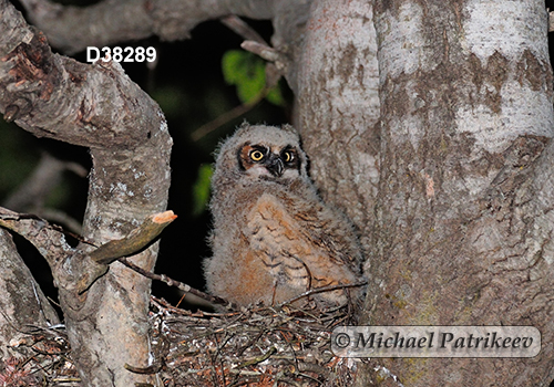 Bubo virginianus